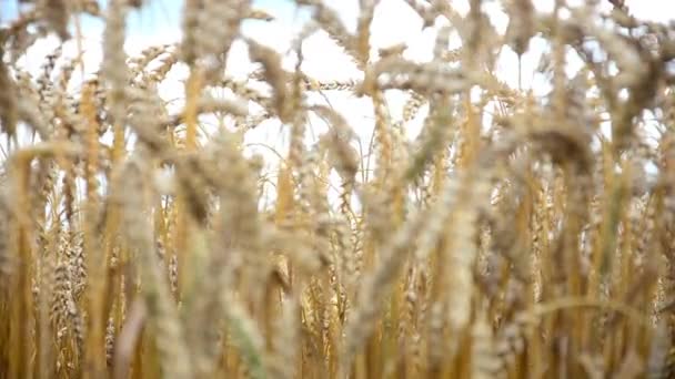 Campo de trigo dorado y día soleado — Vídeo de stock