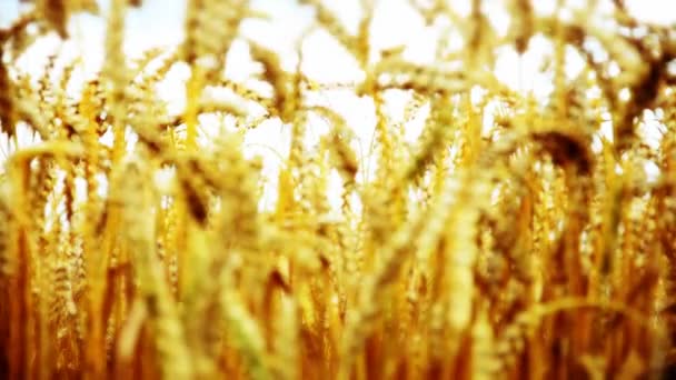 Golden wheat field and sunny day — Stock Video