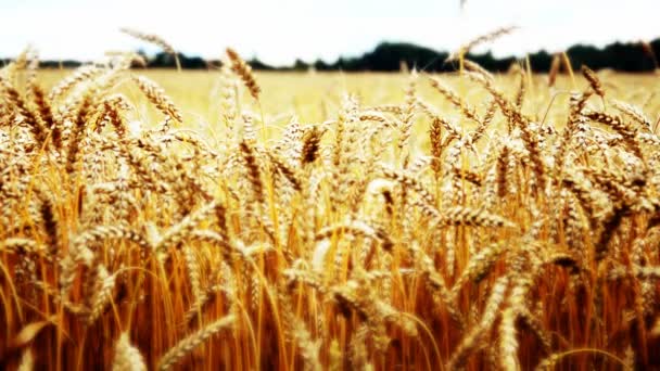 Campo de trigo dourado e dia ensolarado — Vídeo de Stock
