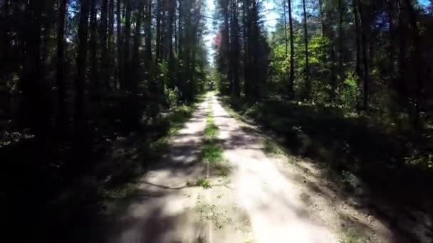 De auto gaat door het bos. Forest road in het nationaal park — Stockvideo