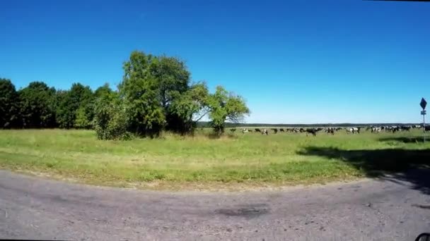 Vacas pastando en un prado cerca de la carretera — Vídeo de stock