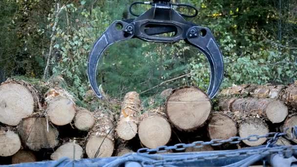 Сбор погрузки древесины на лесовозы. Жатва, работающая в лесу . — стоковое видео