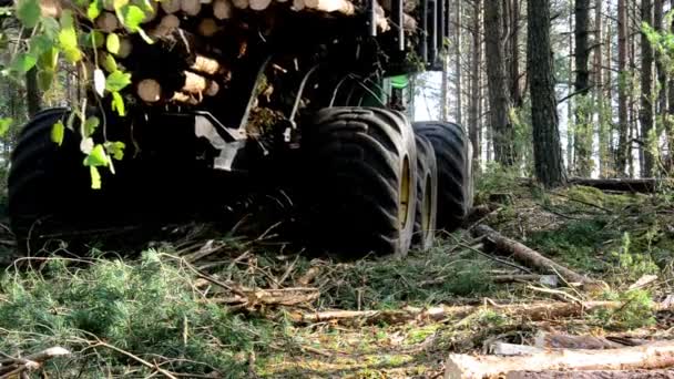 Insamling laddar timmer på loggning lastbil. Skördaren arbetar i en skog. Transport av trä på plats är svår framkomlig. Stora hjul närbild — Stockvideo