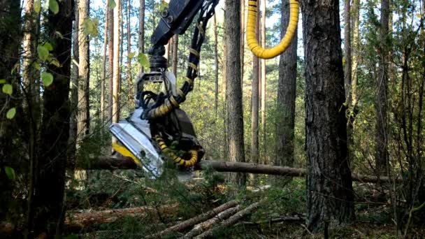 Cosechadora forestal en acción - talando árboles. Un Feller Buncher especializado sierra un tronco de árbol recién cortado . — Vídeo de stock