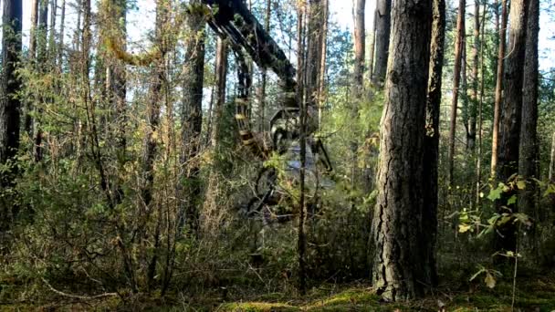 Cosechadora forestal en acción - talando árboles. Un Feller Buncher especializado sierra un tronco de árbol recién cortado . — Vídeos de Stock