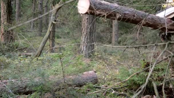 Cosechadora forestal en acción - talando árboles. Un Feller Buncher especializado sierra un tronco de árbol recién cortado . — Vídeo de stock