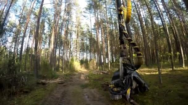 Δάσος θεριζοαλωνιστική μηχανή σε δράση - κοπή down δέντρο. Θεριζοαλωνιστική μηχανή κινείται μέσα από το δάσος. Μια εξειδικευμένη Feller Buncher Πριόνια για πρόσθετο πριόνισμα ενός κορμού δέντρων φρέσκο ψιλοκομμένο. — Αρχείο Βίντεο