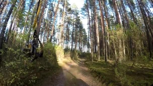 Cosechadora forestal en acción - talando árboles. La cosechadora se mueve por el bosque. Un Feller Buncher especializado sierra un tronco de árbol recién cortado . — Vídeos de Stock