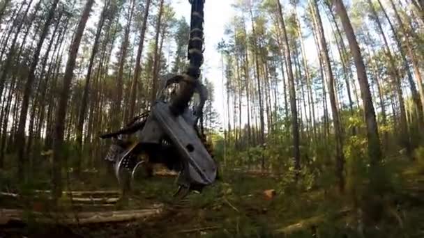 Forest Harvester in action - cutting down tree. Harvester moves through the forest. A specialized Feller Buncher saws a freshly chopped tree trunk. — Stock Video