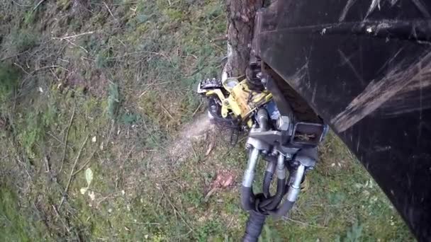 Forest Harvester in azione - abbattere l'albero. La mietitrice si muove attraverso la foresta. Un Feller Buncher specializzato sega un tronco d'albero appena tritato . — Video Stock