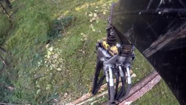 Forest Harvester in azione - abbattere l'albero. La mietitrice si muove attraverso la foresta. Un Feller Buncher specializzato sega un tronco d'albero appena tritato . — Video Stock