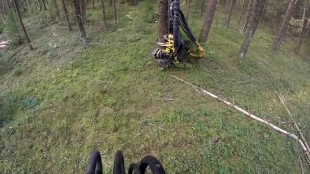 Skogen skördare i åtgärd - skära ner träd. Skördaren flyttar genom skogen. En specialiserad fällare läggare sågar en hackad färsk trädstam. — Stockvideo