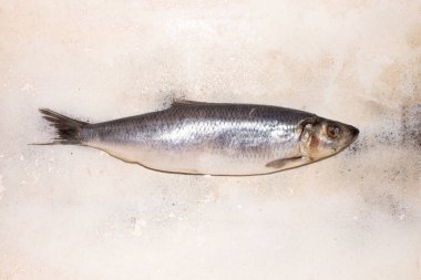 Taze balık ringası. Taze ringa balığının arka planı..