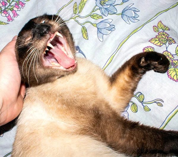 怖がって戦うシアメス猫 シアメスストリート猫 — ストック写真