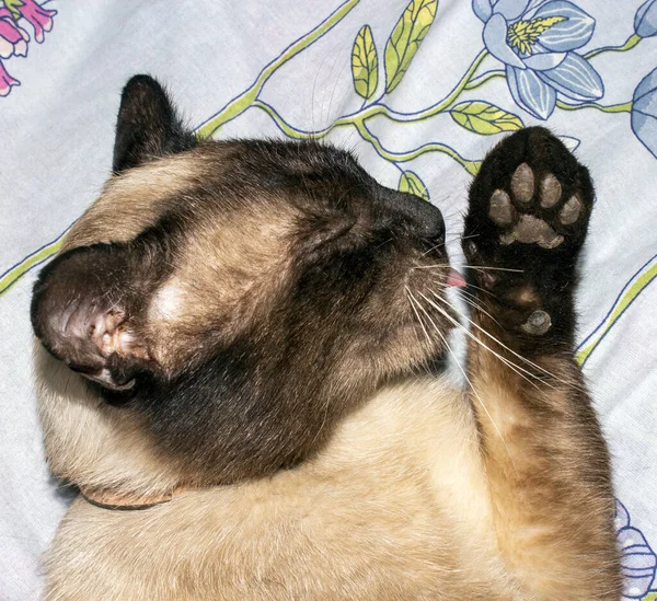 一只伤痕累累的暹罗猫 暹罗街头猫 — 图库照片