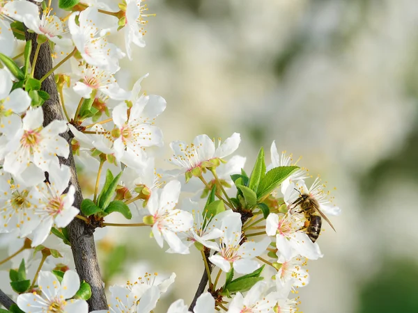 La prune des cerisiers fleurit au printemps — Photo