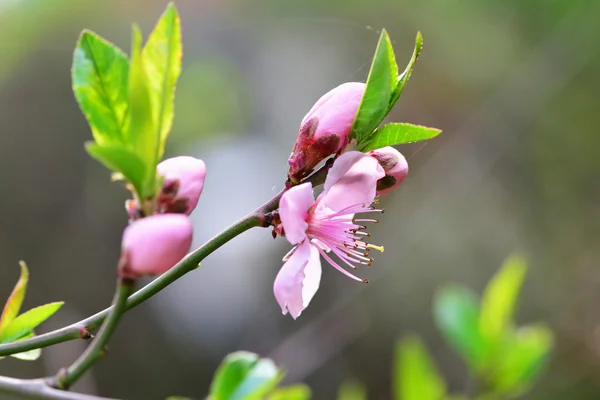 La prune des cerisiers fleurit au printemps — Photo