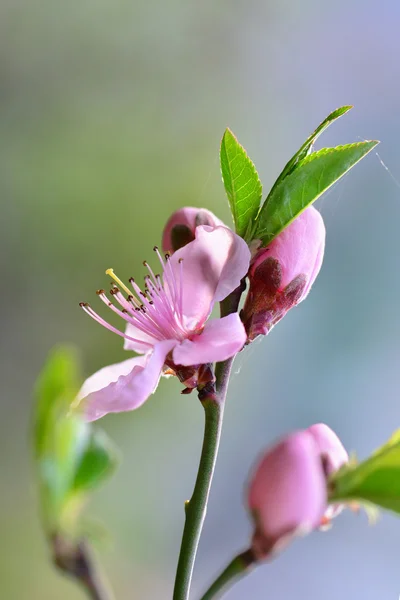 La prune des cerisiers fleurit au printemps — Photo