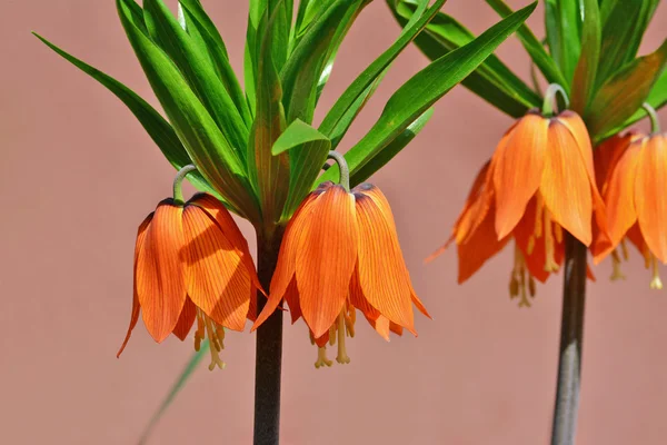 Crown imperial, imperial parelmoervlinder-Fritillaria imperialis — Stockfoto