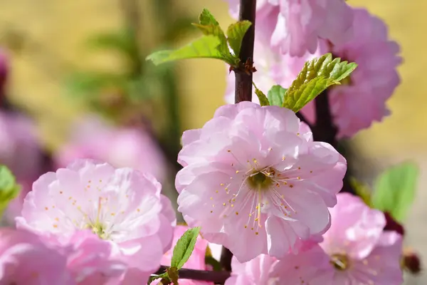 Cerisiers japonais Sakura branche d'arbre — Photo