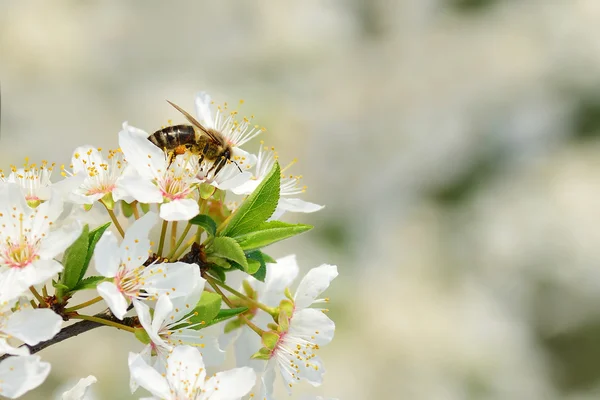 Abeille sur les fleurs de prunier cerisier — Photo