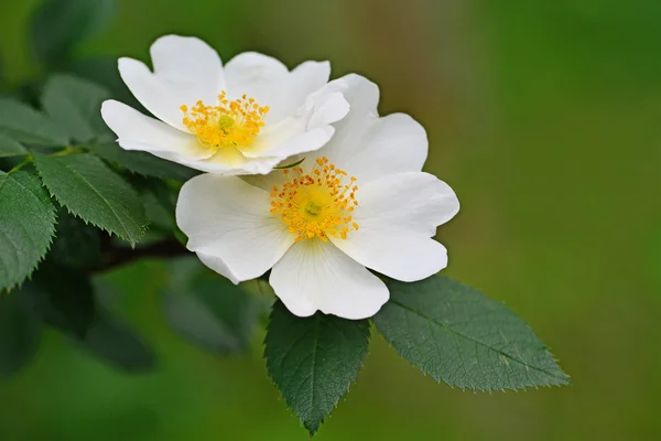 Witte hond-rose bloemen — Stockfoto