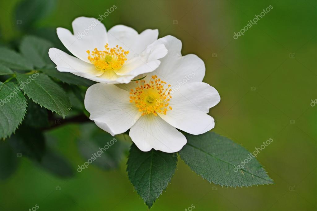 White dogrose flowers — Stock Photo © Whiteaster 111823318