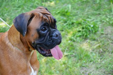 Boxer Köpek tasma