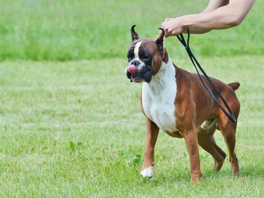 Boxer Köpek tasma çekerek Dudak yalama
