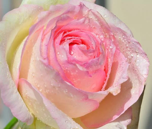 Light pink rose macro with dewdrops — Stock Photo, Image