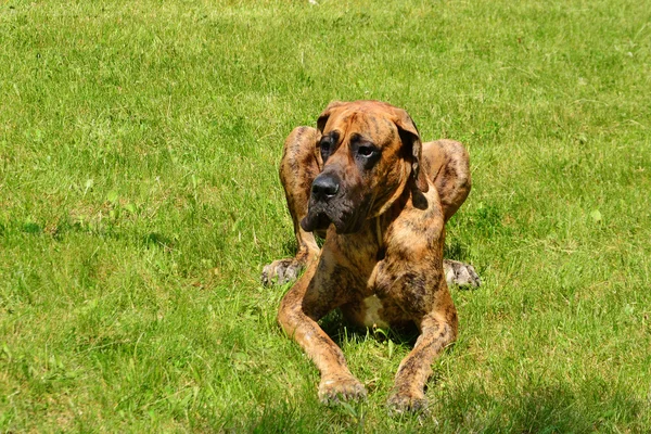 Great dane honden in het gras leggen — Stockfoto