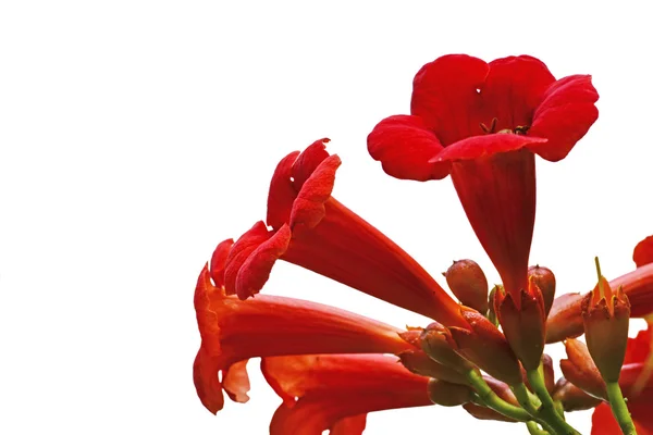 Red flowers of trumpet creeper climber vine - Campsis radicans — Stock Photo, Image