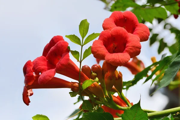 Red flowers of trumpet creeper climber vine - Campsis radicans — Stock Photo, Image