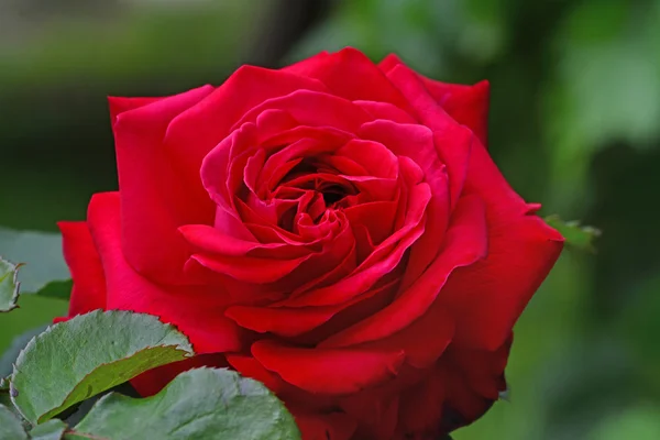 Red rose blooming in garden closeup — Stock Photo, Image