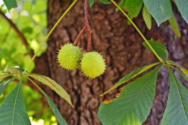 Atkestanesi ağaç - Aesculus hippocastanum üzerinde conkers