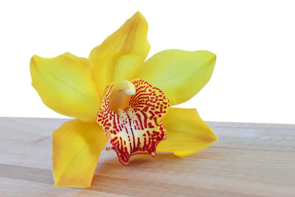 Cymbidium orchid closeup — Stock Photo, Image