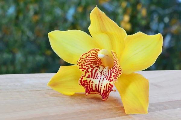 Cymbidium orchid closeup — Stock Photo, Image