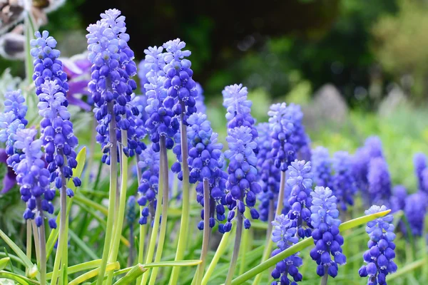 Uva Hyacinth, Muscari armeniacum — Fotografia de Stock