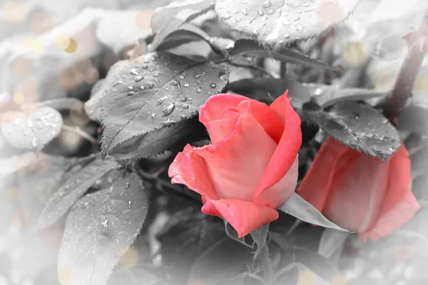 Romantic pink rose — Stock Photo, Image