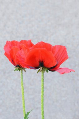 Kırmızı oryantal haşhaş