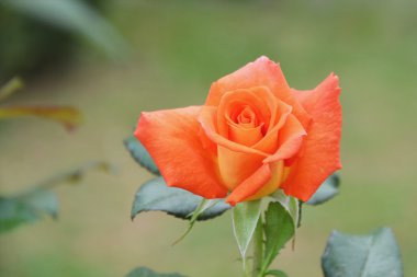 turuncu gül gülümsemek