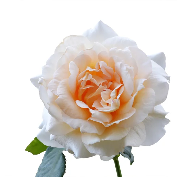 Τριαντάφυλλο κρέμα closeup απομονωθεί — Φωτογραφία Αρχείου
