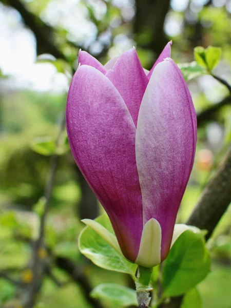 Magnolia bloemknop — Stockfoto