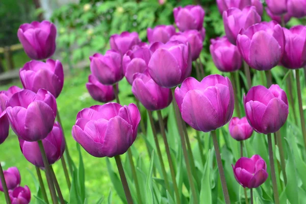 Paarse tulpen — Stockfoto