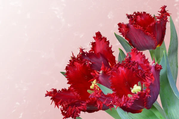 Ramo de tulipanes con flecos rojos —  Fotos de Stock