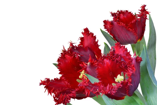 Red fringed tulip bouquet isolated — Stock Photo, Image