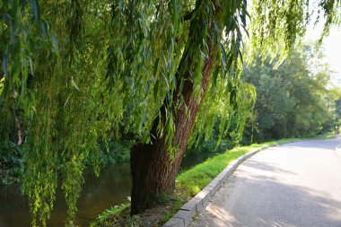 Weeping willows along the stream clipart