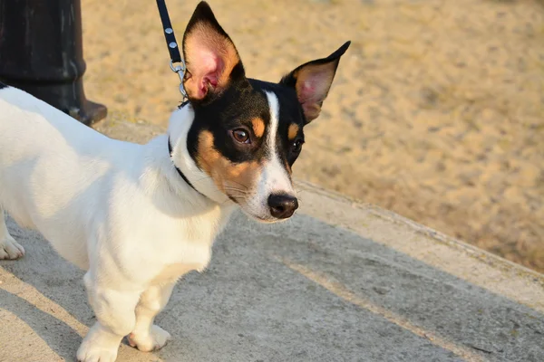 Fox Terriër hond — Stockfoto