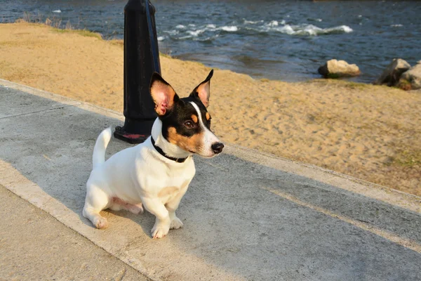 Fox terrier speelgoed hond — Stockfoto