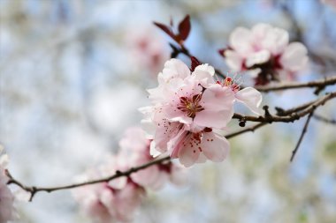 Pembe kiraz çiçeği Sakura ağacı dalı